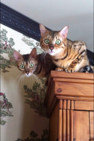 Nos futurs mamans, un peu suprise !